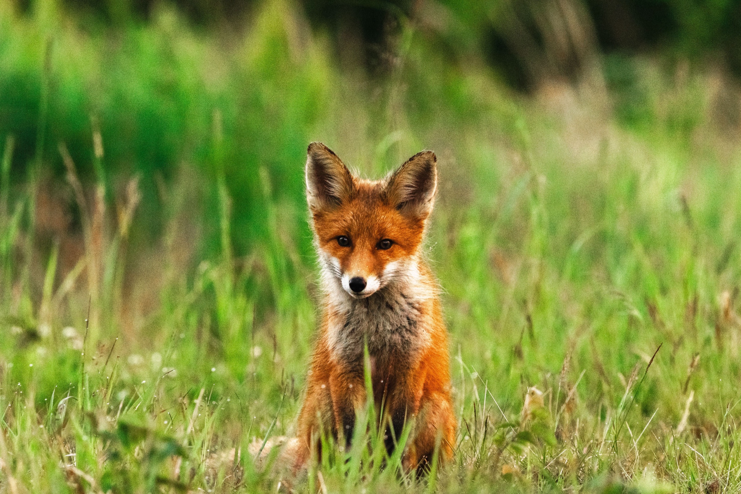 A red fox standing alert in tall summer grass.